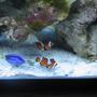 saltwater fish - paracanthurus hepatus - blue tang stocking in 55 gallons tank - 2clowns and hippo just hanging out
