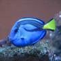 saltwater fish - paracanthurus hepatus - blue tang stocking in 55 gallons tank - all for the camera
