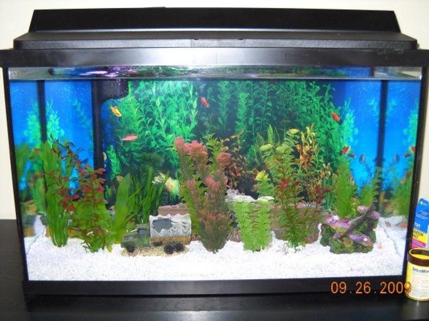 Rated #3130: 29 Gallons Freshwater Fish Tank - white gravel, plastic plants except for one.  WWII decor [a sunken plane, truck, submarine, and aircraft carrier.  4 glofish, 4 zebra danios, one betta fish, and 2 panda cories.  thinking about getting a snail.