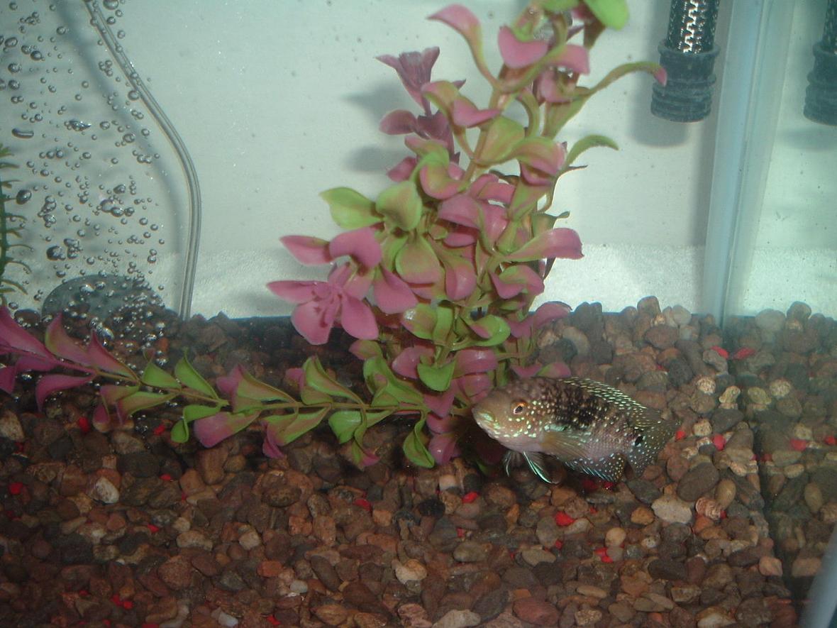 freshwater fish - nandopsis octofasciatum - jack dempsey stocking in 40 gallons tank - 4 in. Jack Dempsey. Sex unknown