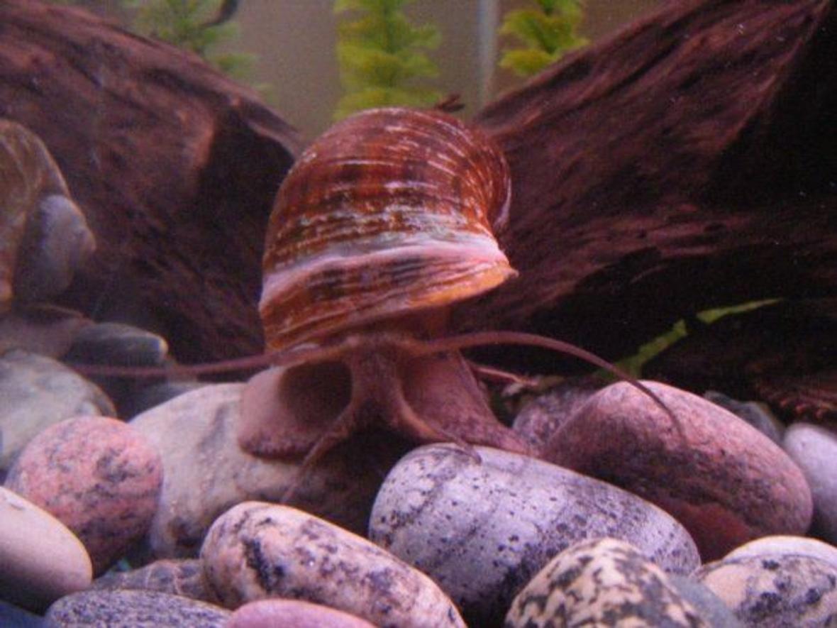 corals inverts - pomacea canaliculata - apple snail stocking in 55 gallons tank - This is Smalls, my giant snail. He is very active and loves to slide around. He will battle the Tin foil barbs for food and is all around funny.