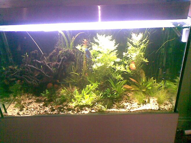 400 gallons planted tank (mostly live plants and fish) - plated discus tank 3 months