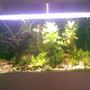 400 gallons planted tank (mostly live plants and fish) - plated discus tank 3 months