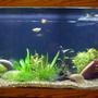 75 gallons planted tank (mostly live plants and fish) - My 75 gallon