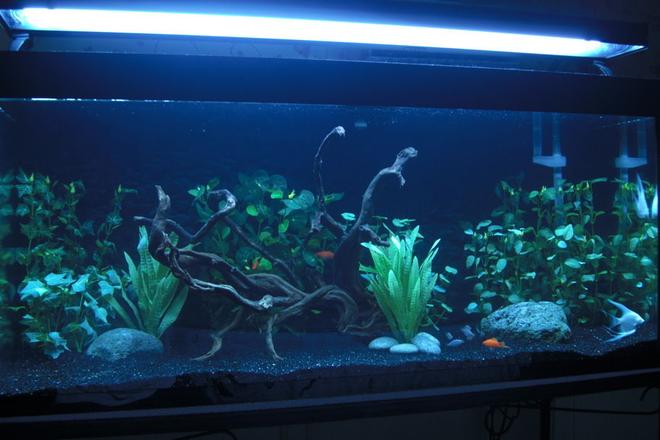 75 gallons freshwater fish tank (mostly fish and non-living decorations) - 75 gallon community