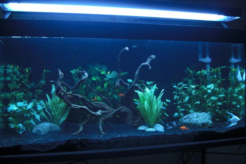 Rated #33: 75 Gallons Freshwater Fish Tank - 75 gallon community