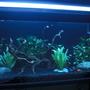 75 gallons freshwater fish tank (mostly fish and non-living decorations) - 75 gallon community