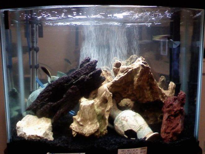 28 gallons freshwater fish tank (mostly fish and non-living decorations) - 2 Acei, 1 Lab Yellow, and 1 Electric Blue African Cichlids. Also a Pleco.