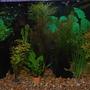 22 gallons planted tank (mostly live plants and fish) - This Is My Fish Tank.