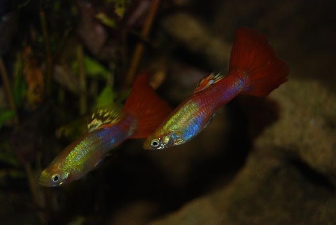 freshwater fish - poecilia reticulata - red fire guppy stocking in 22 gallons tank - Two Of My Guppy's.