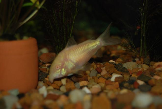 freshwater fish - corydoras aeneus - albino aeneus cory cat stocking in 22 gallons tank - One of my catfish.