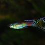 freshwater fish - poecilia reticulata - green cobra guppy stocking in 22 gallons tank - A stunning Color but a bit blury.