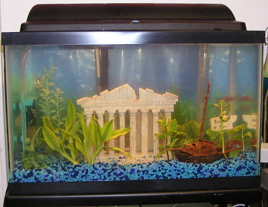 Rated #2181: 10 Gallons Planted Tank - This is a full view of my 10 Gallon Aquarium