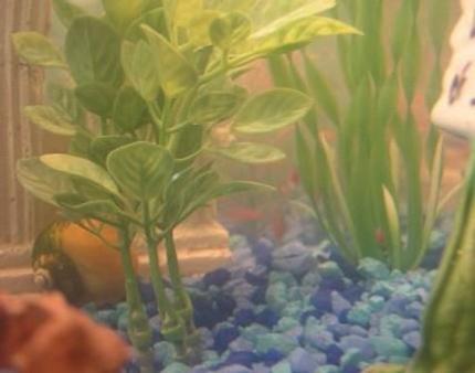 corals inverts - pomacea bridgesii - golden apple snail stocking in 10 gallons tank - My Gold Inca Snail (left corner)