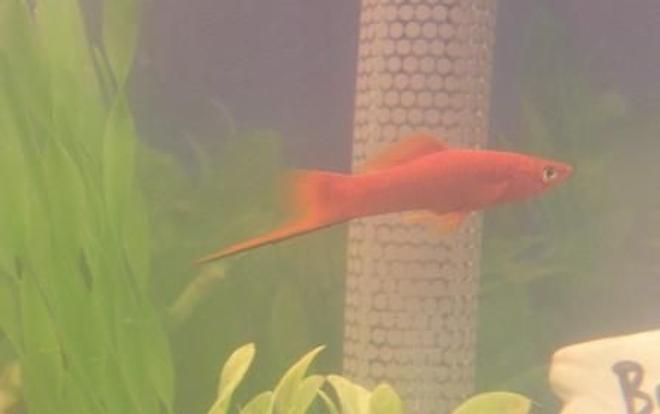 freshwater fish - xiphophorus helleri - hi fin lyretail swordtail stocking in 10 gallons tank - My Sword Tail