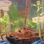 fish tank picture - Live Plant-Wisteria