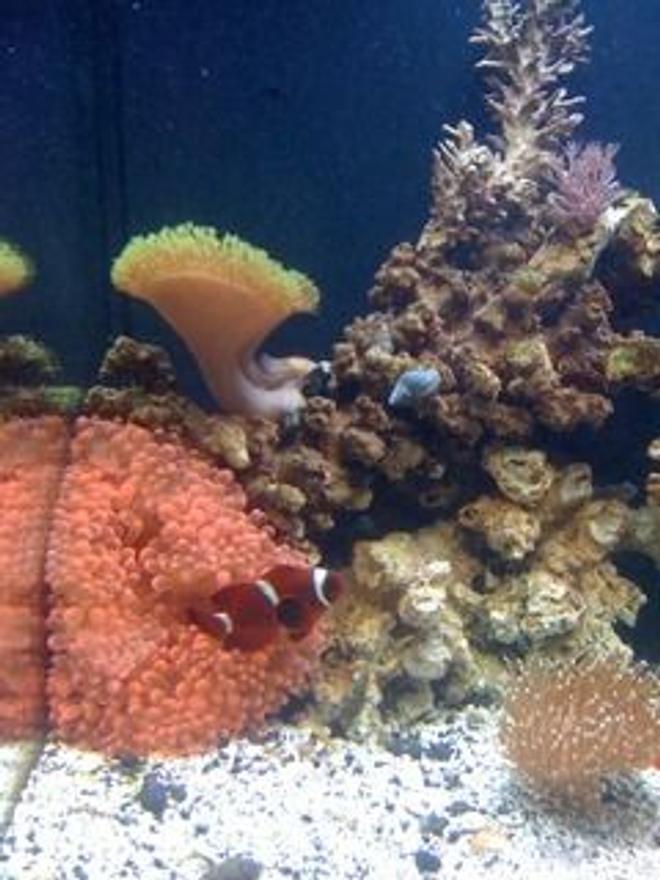 corals inverts stocking in 24 gallons tank - some of my jbj nano 24gal