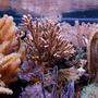 corals inverts - eunicea sp. - purple tree gorgonian stocking in 125 gallons tank - Corals in center of tank