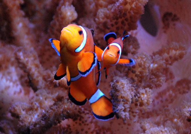 saltwater fish - amphiprion percula - true percula clownfish stocking in 125 gallons tank - Percula clown