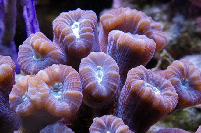 corals inverts - caulastrea furcata - candy cane coral stocking in 125 gallons tank - Candy coral
