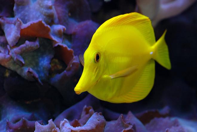 saltwater fish - zebrasoma flavescens - yellow tang - hawaii stocking in 125 gallons tank - Yellow tang
