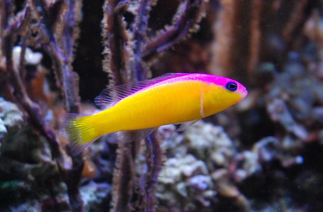 saltwater fish - pseudochromis diadema - purple stripe pseudochromis stocking in 125 gallons tank - Pseudochromis diadema