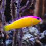 saltwater fish - pseudochromis diadema - purple stripe pseudochromis stocking in 125 gallons tank - Pseudochromis diadema