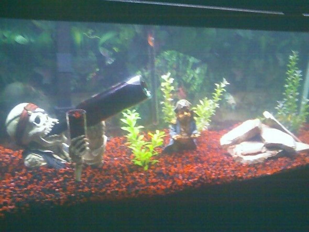 75 gallons freshwater fish tank (mostly fish and non-living decorations) - freshwater tank