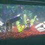 75 gallons freshwater fish tank (mostly fish and non-living decorations) - freshwater tank