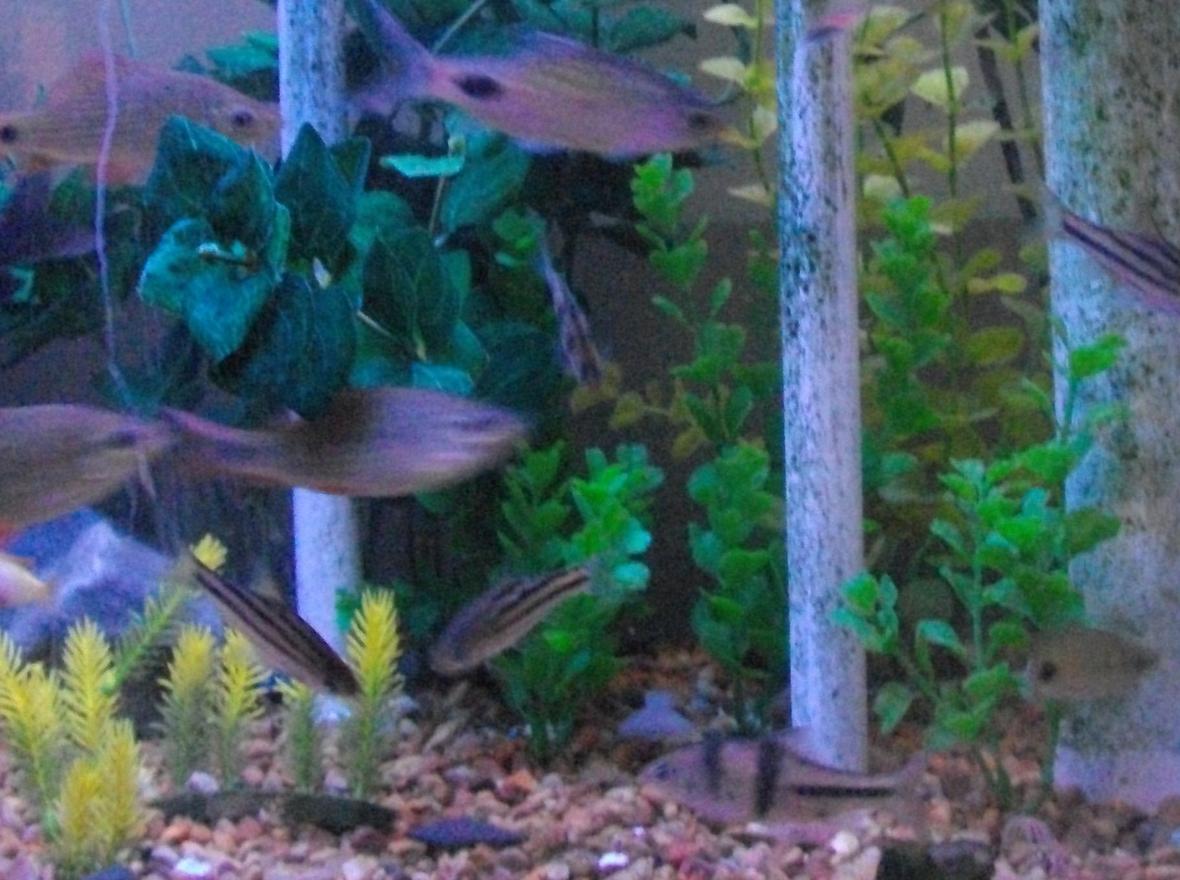 saltwater fish - apogon cyanosoma - orange lined cardinalfish stocking in 65 gallons tank - fish