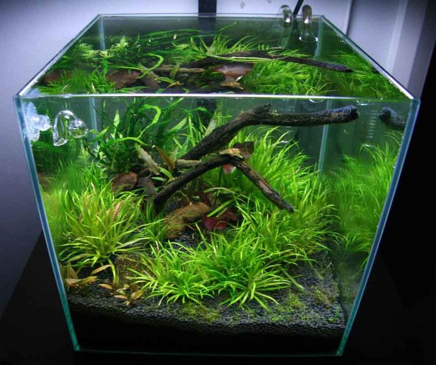 Rated #46: 7 Gallons Planted Tank - 30cm/1ft cube