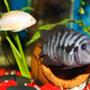freshwater fish - archocentrus nigrofasciatus - black convict cichlid - Convict