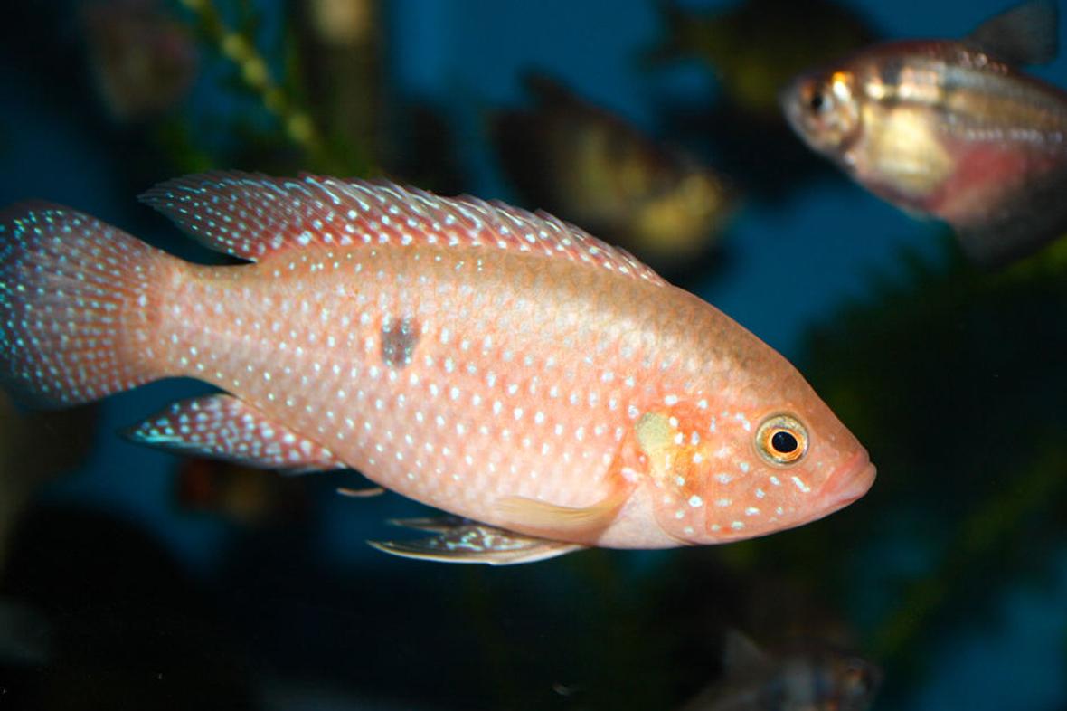 freshwater fish - hemichromis bimaculatus - jewel cichlid - Jewel