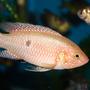 freshwater fish - hemichromis bimaculatus - jewel cichlid - Jewel