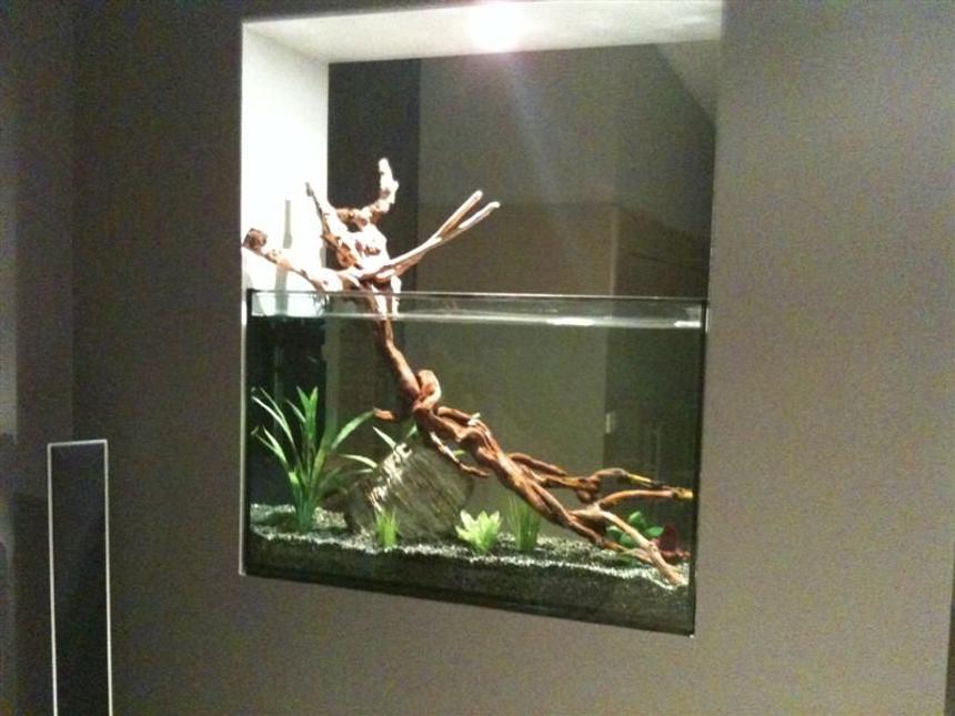 Rated #1149: 52 Gallons Freshwater Fish Tank - In Wall Fish Tank.
This is my first tank ever. Work in Progress.