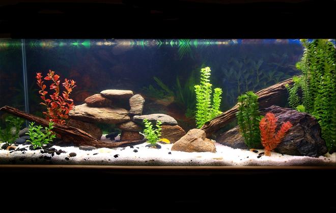 55 gallons freshwater fish tank (mostly fish and non-living decorations) - Malawi Mbuna Cichlid Tank