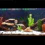 55 gallons freshwater fish tank (mostly fish and non-living decorations) - Malawi Mbuna Cichlid Tank
