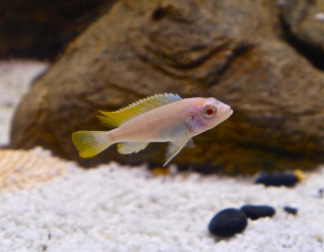 freshwater fish - aulonocara maleri sp. albino - maleri gold albino peacock stocking in 55 gallons tank - Gold Albino Peacock