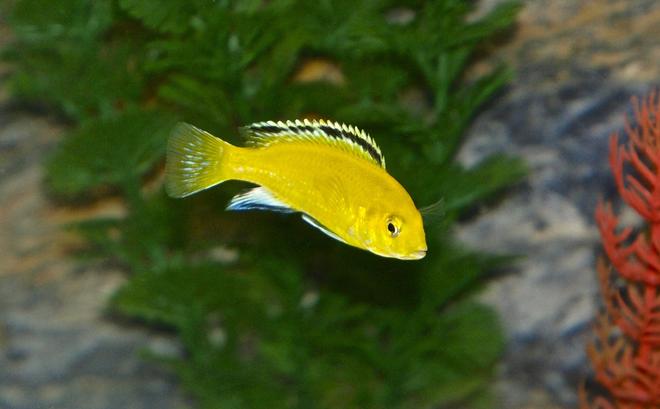freshwater fish - labidochromis caeruleus - electric yellow cichlid stocking in 55 gallons tank - Electric Yellow