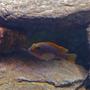 freshwater fish - labidochromis sp. - hongi stocking in 55 gallons tank - Hongi