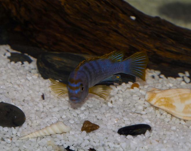 freshwater fish - labidochromis sp. - hongi stocking in 55 gallons tank - Mbuna