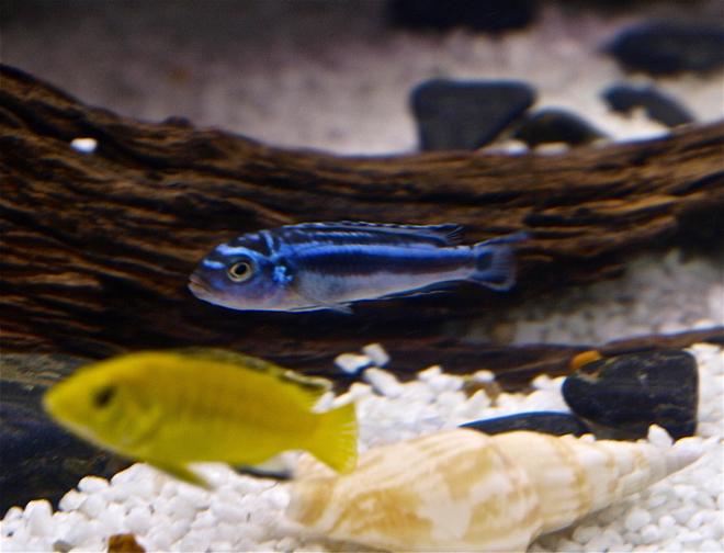freshwater fish - melanochromis cyaneorhabdos - maingano cichlid stocking in 55 gallons tank - melanochromis
