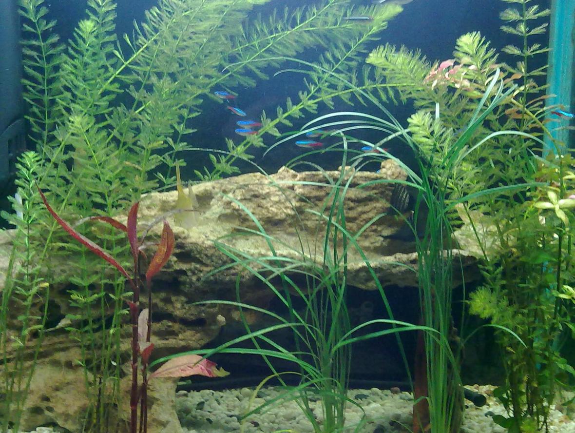 30 gallons planted tank (mostly live plants and fish) - 99L Jebo New R362