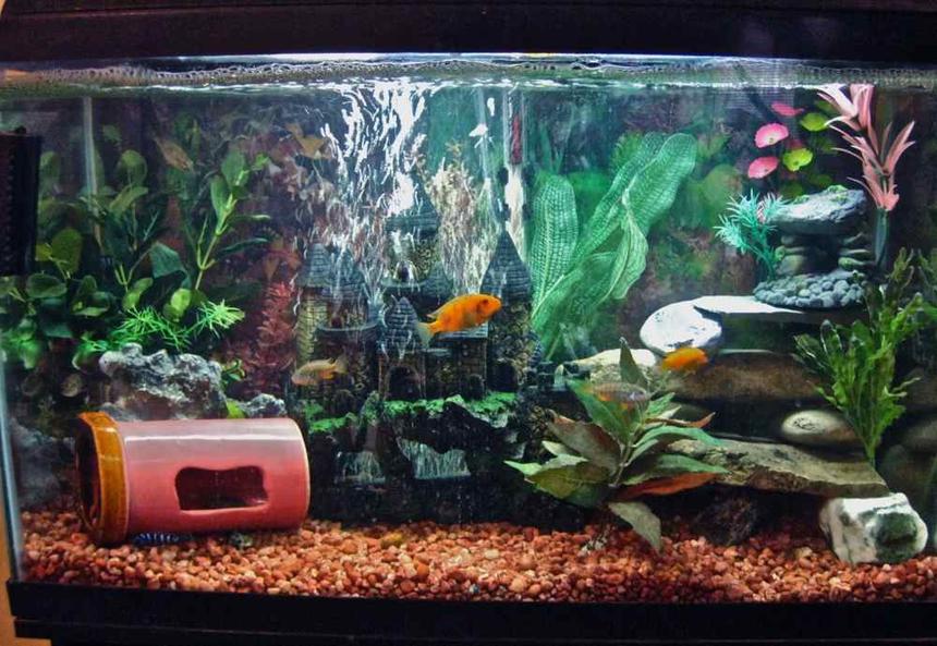 Rated #2318: 50 Gallons Freshwater Fish Tank - mixed malawi cichlid