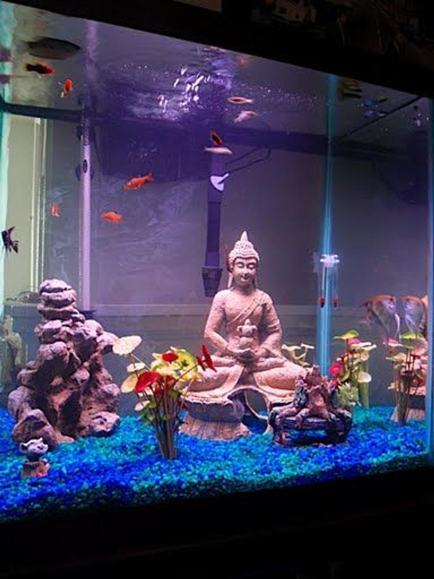 55 gallons freshwater fish tank (mostly fish and non-living decorations) - Angels, Tetras, Sharks, and The Buddha.