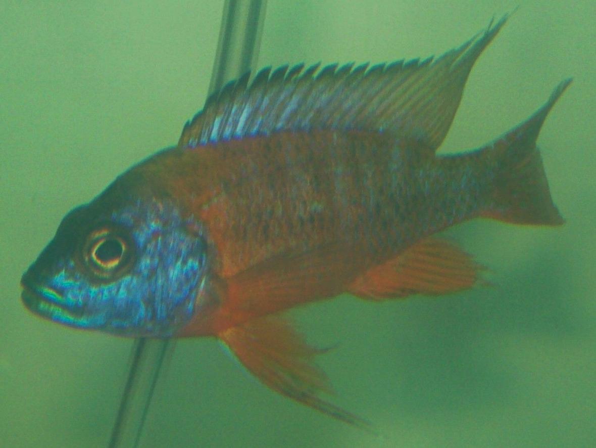 freshwater fish - aulonocara rubescens - ruby red peacock stocking in 75 gallons tank - German Red juvy