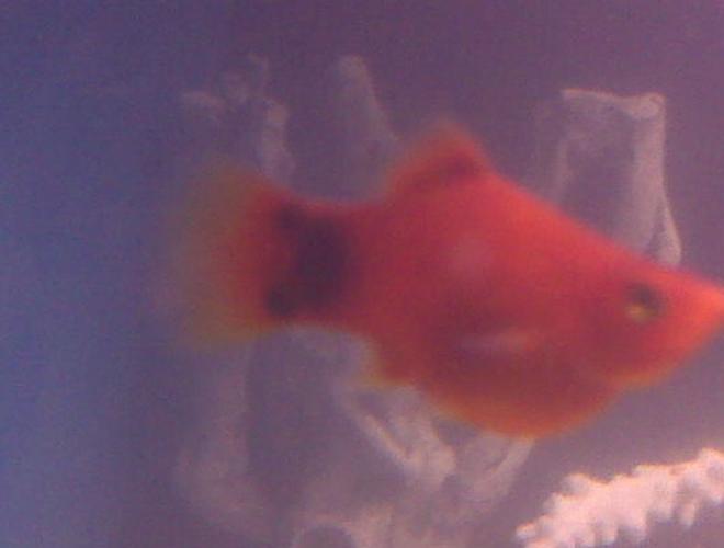 freshwater fish - xiphophorus maculatus - red platy stocking in 70 gallons tank - My orange platy