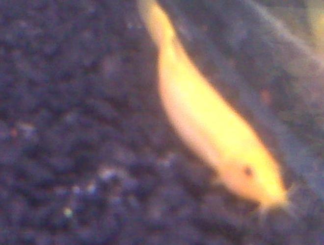 freshwater fish - misgurnus anguillicaudatus - gold dojo loach stocking in 70 gallons tank - My golden dojo loach