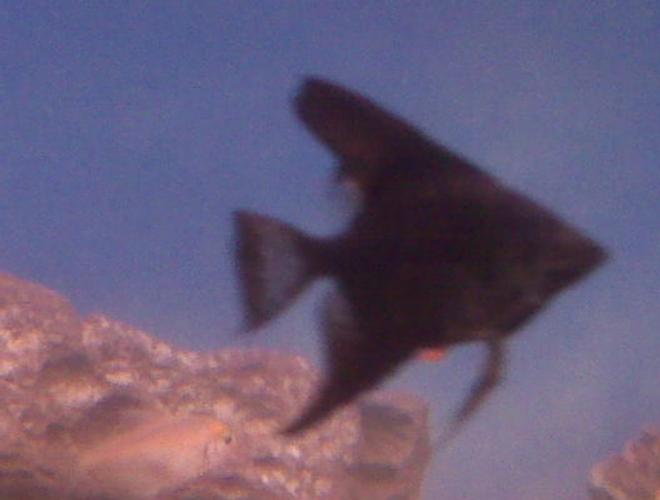 freshwater fish - pterophyllum sp. - black angel stocking in 70 gallons tank - My black angelfish