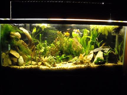 55 gallons planted tank (mostly live plants and fish) - Planted Tropical 55gal.  What do you think?